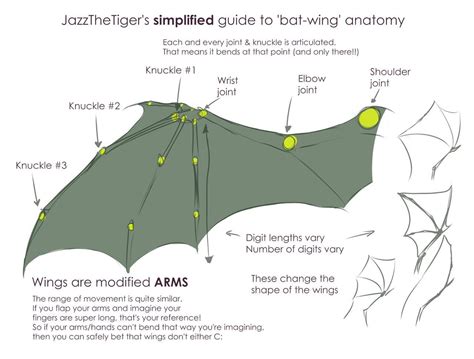 Pin by Dan Babei on drw_bat in 2024 | Wing anatomy, Wings drawing, Bat ...