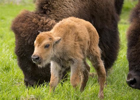 Roaming free: baby bison to join Fermilab family – The Columbia Chronicle