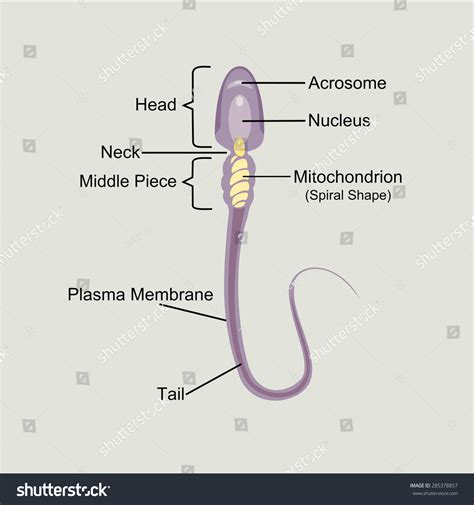 Structure Of A Sperm Cell Stock Vector Illustration 285378857 : Shutterstock