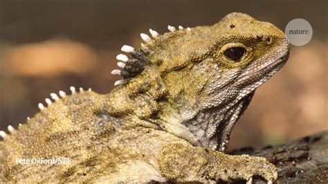 Tuatara genome reveals diverse insights into a remarkable reptile