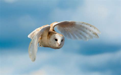 White Owl Flying wallpaper | animals | Wallpaper Better