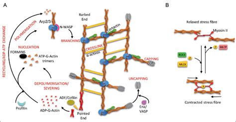 Overview of functions of actin-binding molecules in actin... | Download ...