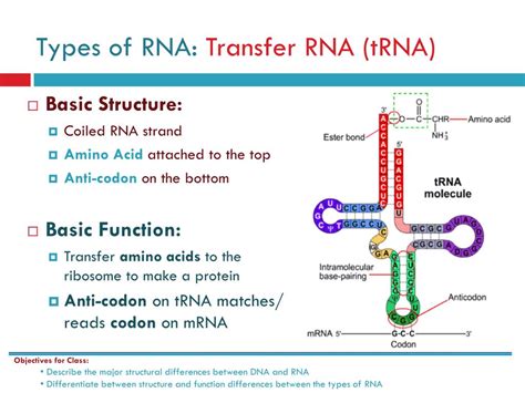 PPT - RNA: Structures & Functions PowerPoint Presentation, free download - ID:1595152