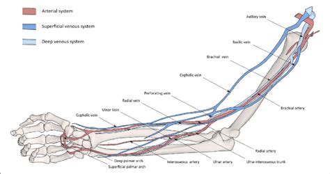 Atlas of the arterial and venous vascular bed. | Download Scientific Diagram