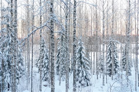 Frozen trees in the finnish forest in the winter. White snow covering the trees. Arctic nature ...