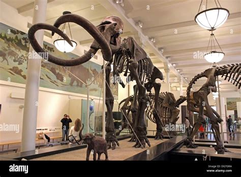 Display of a Mammoth skeleton at the American Museum of Natural History in New York City Stock ...