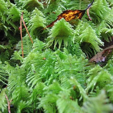 14 Different Terrarium Moss Types - Herbvity