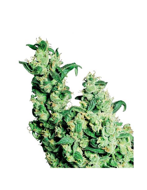 Buy Jack Herer from Sensi Seeds - Oaseeds