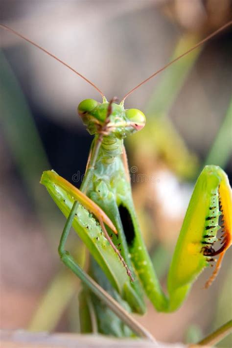 European praying Mantis stock image. Image of beautiful - 66291081