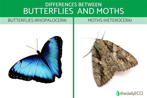 Butterflies vs Moths - Key Differences to Tell Them Apart