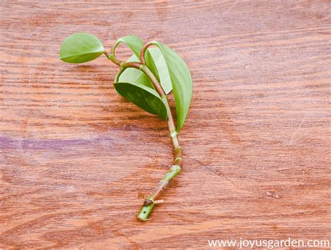 Propagating Peperomia Obtusifolia (Baby Rubber Plant) | Propagating ...