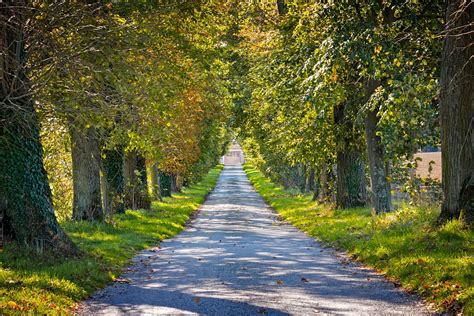 Fall Avenue Path Tree Lined - Free photo on Pixabay - Pixabay