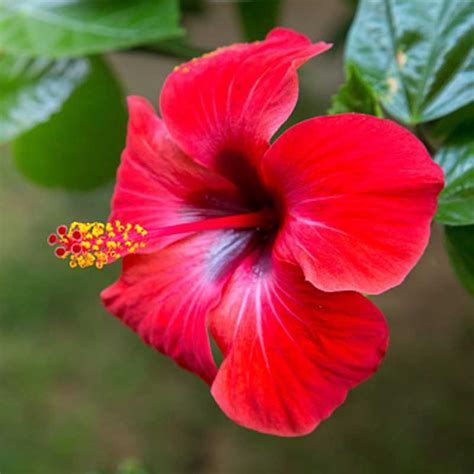 Hibiscus rosa-sinensis, Hibiscus – Plant – Wild Roots