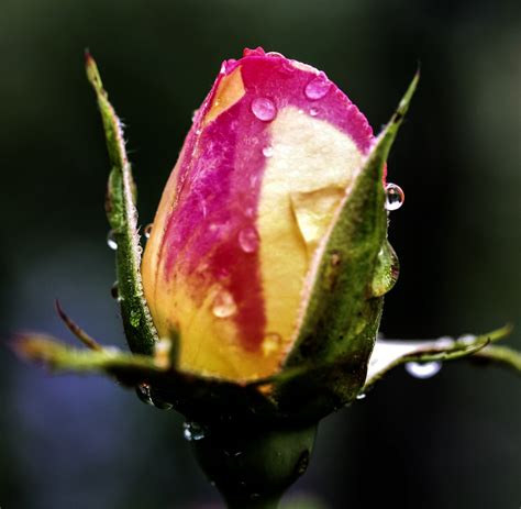 Yellow and pink flower with dew drops in closeup photo HD wallpaper | Wallpaper Flare