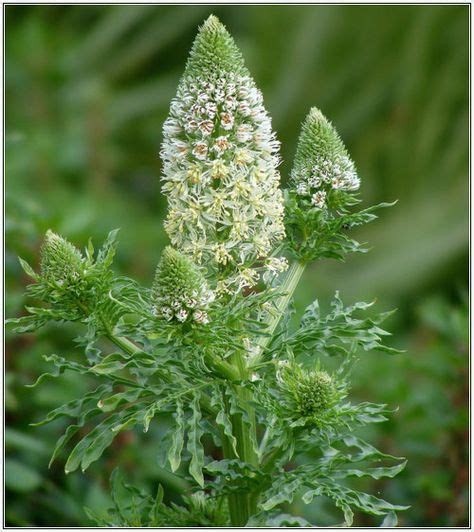 mignonette flower - Google Search (With images) | Reseda odorata