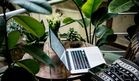 Best Low-Light Office Plants to Lighten Up Your Indoor Spaces