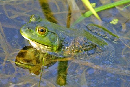 American Bullfrog Facts - NatureMapping