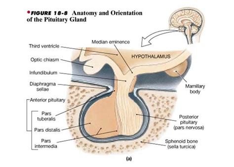 diaphragma sellae: separate cerebrum and hypophysis #anatomy | Anatomy, Anatomy and physiology ...