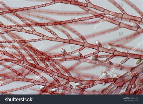 1,165 Micrograph Algae Images, Stock Photos & Vectors | Shutterstock