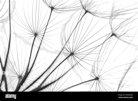 Delicate dandelion seeds, closeup. Black and white tone Stock Photo - Alamy