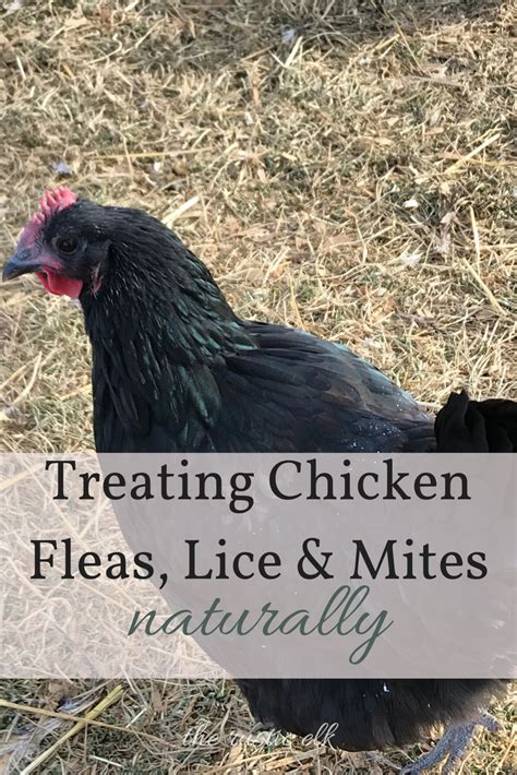 Treating Chicken Fleas, Lice & Mites Naturally | Mites on chickens, Chickens backyard, Chicken coop