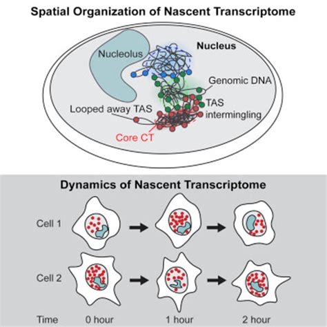 Instantaneous Single-Cell Transcriptome Visualization