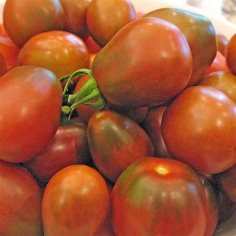 Black Plum Tomato Seeds | Terroir Seeds