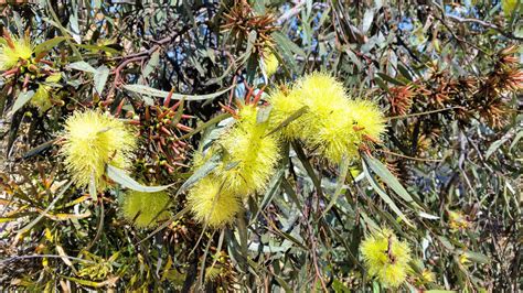 Yellow flowering gum by seanieisere on DeviantArt