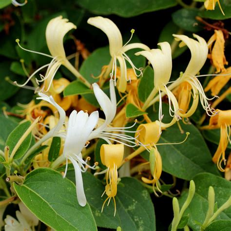 The Exotic Honeysuckle- Charismatic Planet