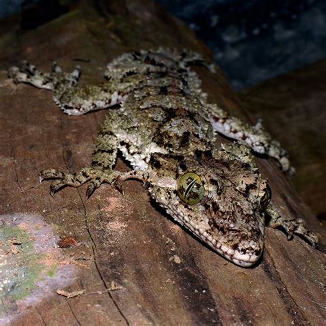 Northern Leaf-Tailed Gecko