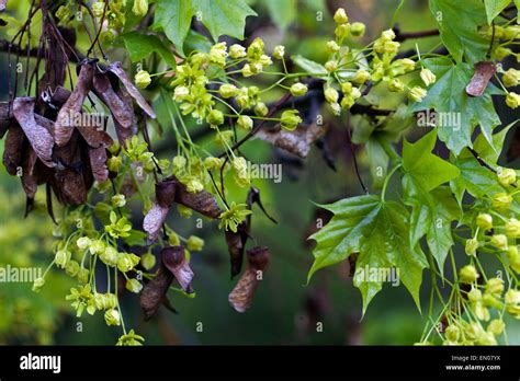 Norway Maple, Acer platanoides, flowers, old seeds Stock Photo - Alamy