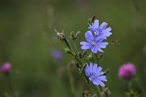 Benefits of Chicory Root - Homegrown Self Reliance