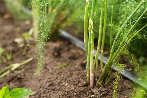 How to Plant Asparagus in Your Garden (Tricks to Care!)