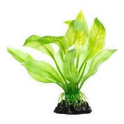 Natural Aquarium Plant at Rs 5/piece | Aquarium Plant in Chennai | ID: 10720228855