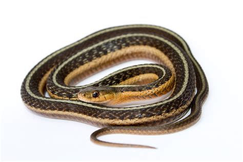 File:Thamnophis sirtalis (Common Garter Snake).jpg - Wikimedia Commons