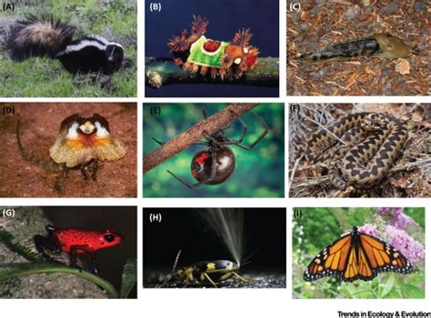 Aposematism: Unpacking the Defences: Trends in Ecology & Evolution