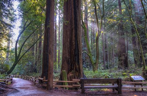 Muir Woods Map Station Photograph by Gej Jones