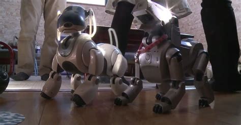 In Japan, Robot Dogs Can Now Have A Dignified Funeral Like Real Animals