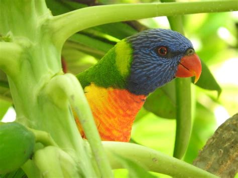 Blue Mountain Parrot Australia. Cheeky | Beautiful birds, Birds, Parrot