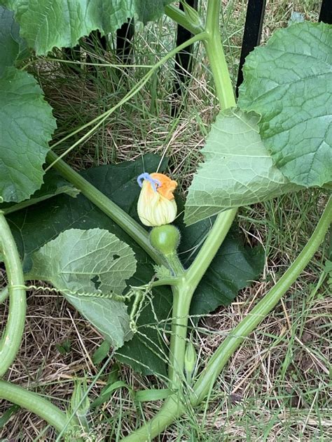 5 Reasons Why Your Pumpkin Isn’t Producing Fruit | Gardener’s Path