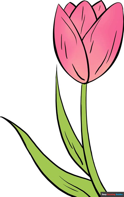 Tulip Flower Drawing Easy Step By | Best Flower Site