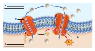 Solved: Label this diagram describing chemiosmosis. | Chegg.com