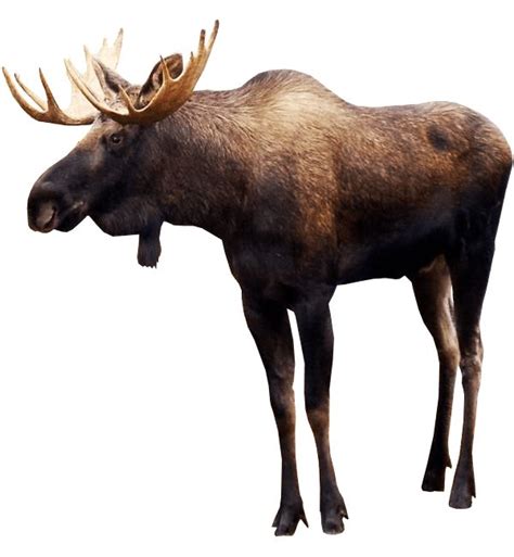 Standing Elk PNG Image | Moose pictures, Deer species, Animal wallpaper