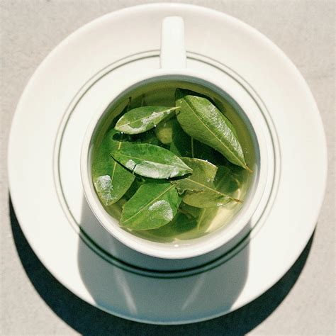 Coca Leaf Tea Photograph by Cristina Pedrazzini/science Photo Library - Fine Art America