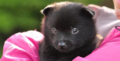 Schipperke Breed Guide (Lifespan, Size & Characteristics)