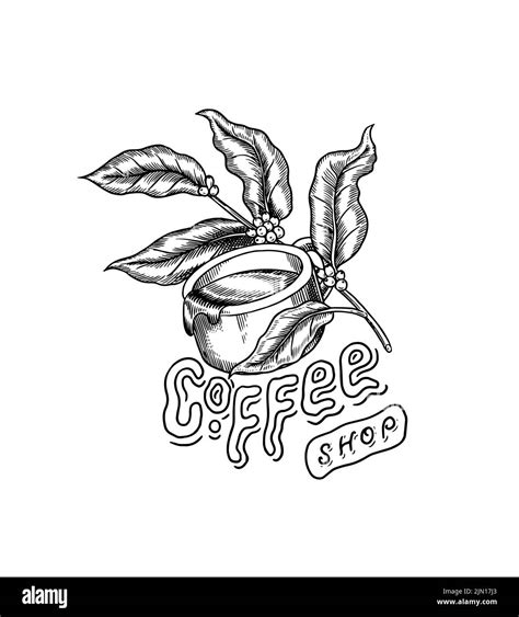 Coffee with leaves logo. Vintage element for the shop menu. Vector illustration. Design ...