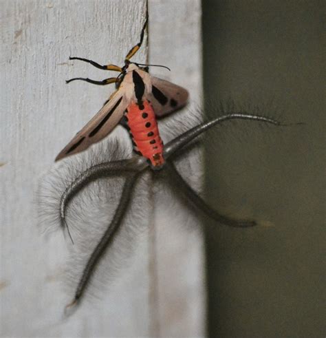 🔥 The beautiful Baphomet moth (Creatonotos gangis) and its four ...