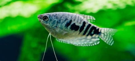 Blue Gourami - Tankmates, Size, Lifespan, Feeding and Care