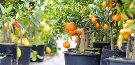 Citrus Trees For Your Home - Groomed Home