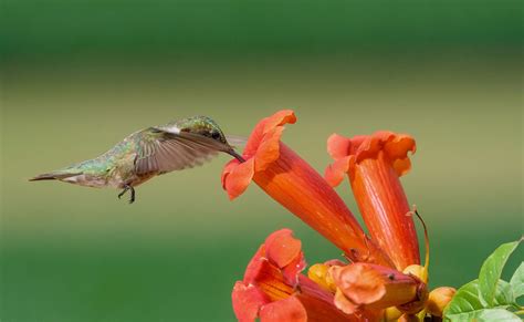 Best Flowers For Hummingbirds In California at Johnny Dawson blog